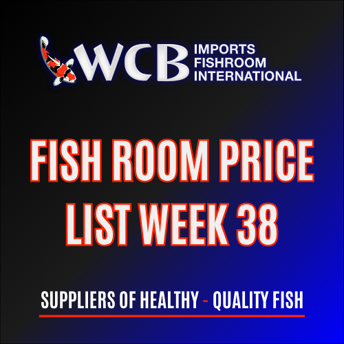 WEEK 38