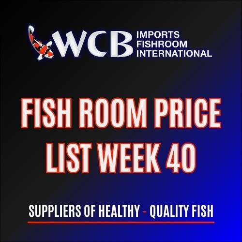 WEEK 40