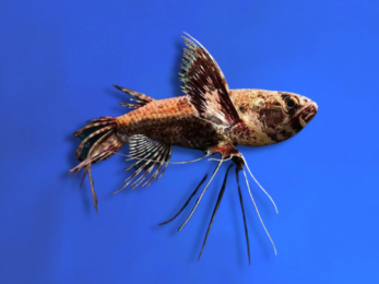 AFRICAN - BUTTERFLY FISH