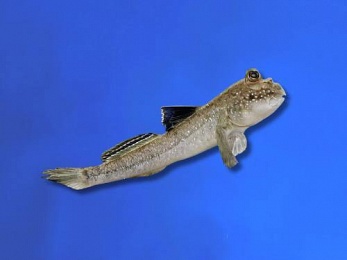 AFRICAN - MUDSKIPPER 
