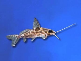 AFRICAN - SYNODONTIS ALBERTII