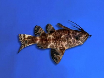 AFRICAN - SYNODONTIS NIGRIVENTIS (UPSIDE DOWN CATS)