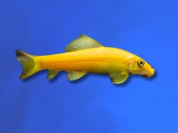 ALGAE EATER ALBINO