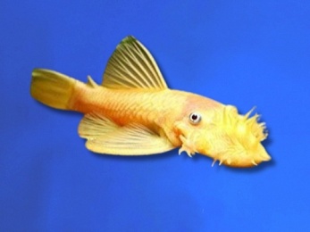 ANCISTRUS BLUE EYE