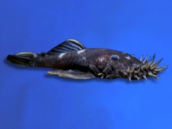 ANCISTRUS L-34 RANUNCULUS