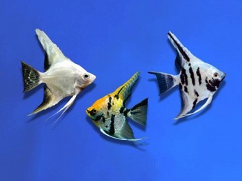 ANGELFISH ASSORTED