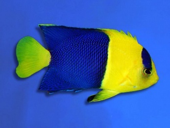 ANGELFISH BICOLOR (CENTROPYGE BICOLOR)