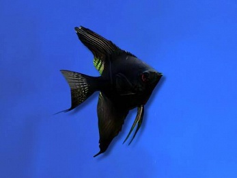 ANGELFISH BLACK