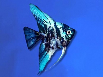 ANGELFISH BLUE VEILTAIL