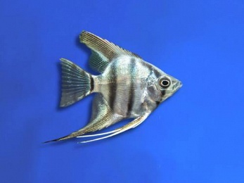 ANGELFISH BLUE ZEBRA