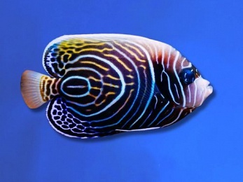ANGELFISH EMPEROR (POMACANTHUS IMPERATOR)