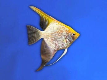 ANGELFISH GOLDEN