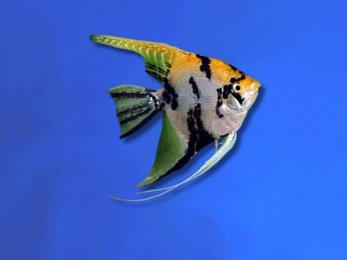 ANGELFISH GOLDEN MARBLE