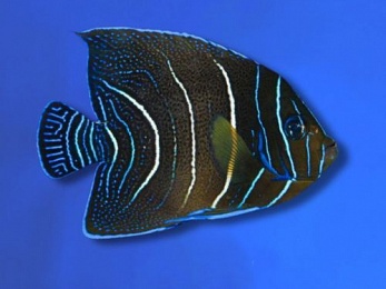 ANGELFISH KORAN (POMACANTHUS SEMICIRCULATUS)