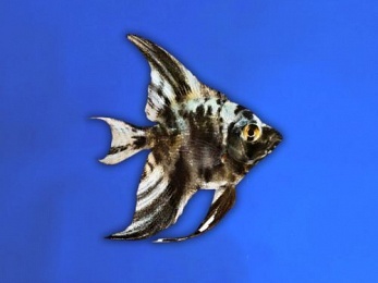 ANGELFISH BLACK MARBLE