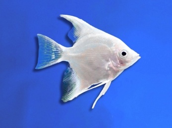 ANGELFISH PLATINUM