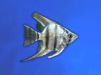 ANGELFISH SILVER ZEBRA