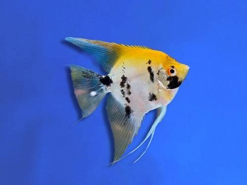ANGELFISH TRI-COLOR