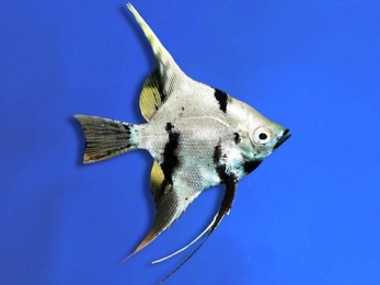 ANGELFISH WHITE MARBLE