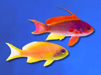 ANTHIAS LYRETAIL PACIFIC (PSEUDATHIAS CHEIROSPILOS)