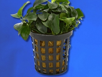 ANUBIAS BONSAI