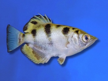 ARCHERFISH GOLDEN
