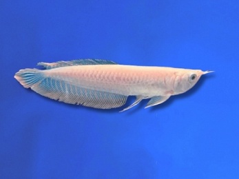 AROWANA SILVER ALBINO
