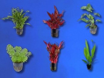 ASSORTED PLANTS IMPORTED