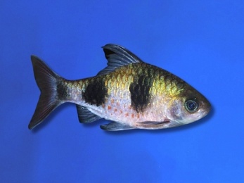 BARB ARULIUS 