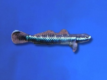 GOBY BLUE NEON