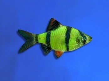 BARB TIGER GMO GREEN