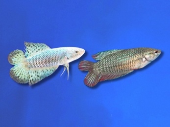 BETTA FEMALE ASSORTED DOUBLETAIL