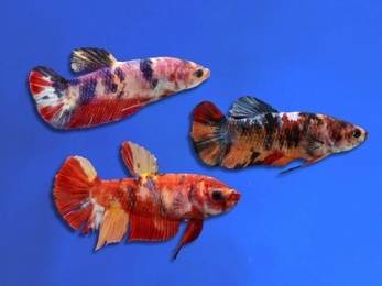 BETTA FEMALE ASSORTED KOI