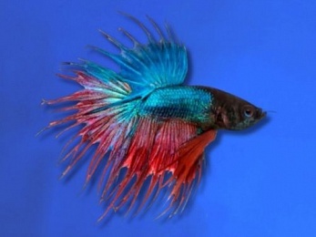 BETTA MALE ASSORTED CROWNTAIL