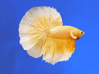BETTA MALE HALFMOON 24K GOLD