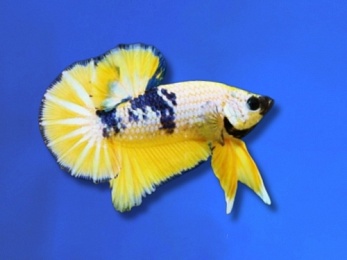 BETTA MALE HALFMOON PLAKAT HELL BOY YELLOW