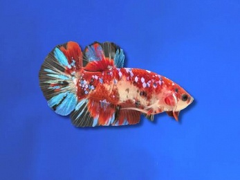 BETTA MALE HALFMOON PLAKAT KOI