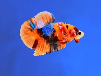 BETTA MALE HALFMOON PLAKAT KOI CANDY/NEMO GALAXY