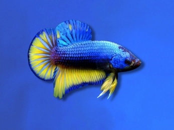 BETTA MALE HALFMOON PLAKAT MUSTARD GAS