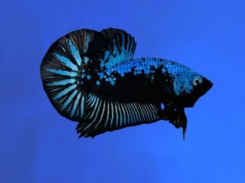 BETTA MALE HALFMOON PLAKAT SAMURAI BLUE