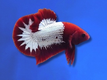 BETTA MALE HALFMOON RED STAR