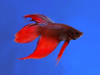 BETTA MALE LONGFIN DRAGON 