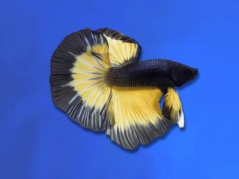BETTA MALE SUPER DELTA