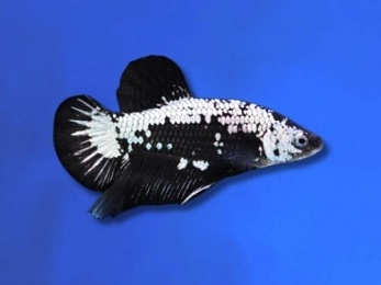 BETTA MALE HALFMOON BLACK SAMURAI