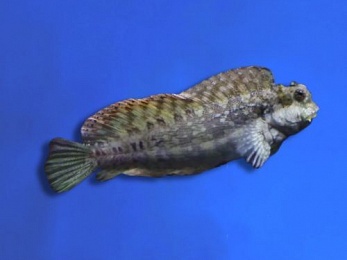 BLENNY LAWNMOWER (SALARIAS FASCIATUS)