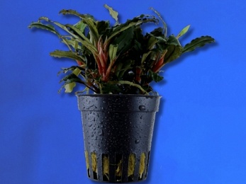 BUCEPHALANDRA SP. BROWN SUGAR (224)