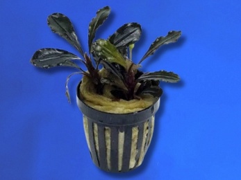 BUCEPHALANDRA SP. BROWNIE METALICA (251)