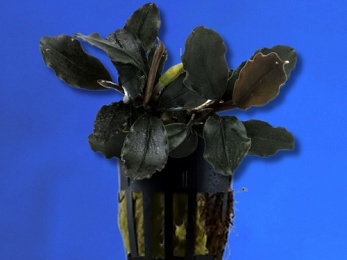 BUCEPHALANDRA SP. BROWNIE
