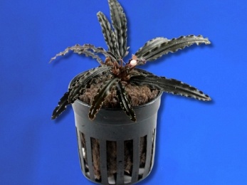 BUCEPHALANDRA SP. CATHERINE MINI (222)