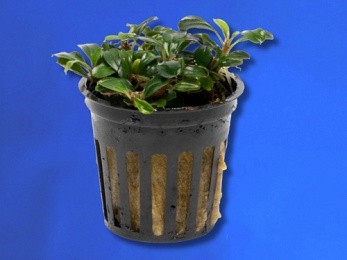 BUCEPHALANDRA SP. COIN MINI (217)